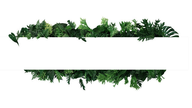 Green leaves nature frame layout of tropical plants bush  (ferns, climbing bird's nest fern, philodendrons, Monstera) foliage floral arrangement on white background with clipping path.