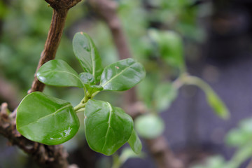 Coprosma baueri (2019)