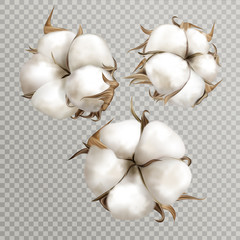 Realistic cotton branches with flowers, beautiful plant with white blossoms isolated transparent background, natural fluffy fiber ripe bolls with soft texturedesign element 3d vector illustration - obrazy, fototapety, plakaty