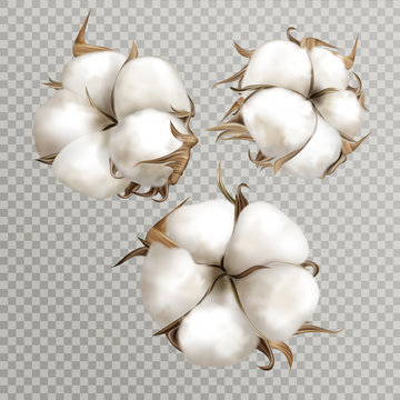 Realistic cotton branches with flowers, beautiful plant with white blossoms isolated transparent background, natural fluffy fiber ripe bolls with soft texturedesign element 3d vector illustration