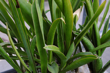 Obraz premium Sansevieria nilotica (2019)