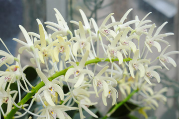 Dendrobium speciosum (2019)
