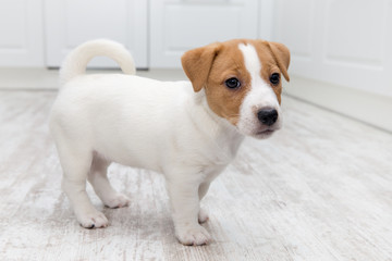 Puppy sitting on floor.  Jack russell terrier