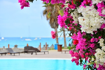 Bougainvillea in bright vivid pink and white colors, a swimming pool and a blue, turquoise ocean, sea with white boats, yachts 