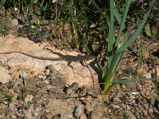 Lucertola
