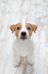 Puppy sitting on floor.  Jack russell terrier