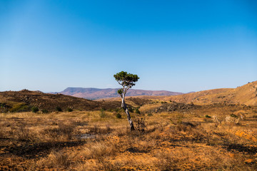 Fototapeta na wymiar Landscape of Isalo National Park in Madagascar
