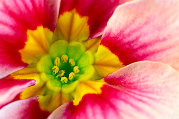 Pink primrose flower blossom