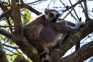 Ring-tailed lemur (Lemur catta / cata) on the island of Madagascar at the Isalo National Park