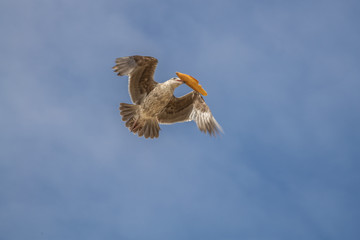 Fliegende Möwen