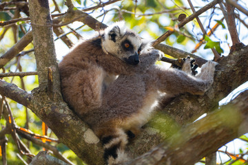 Ring-tailed lemur (Lemur catta / cata) on the island of Madagascar at the Isalo National Park