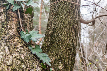 Wild ivy on the bark of a tree 