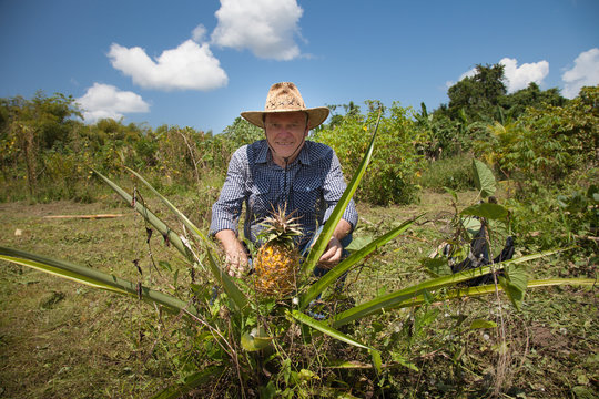 A man in a cowboy hat shows a yellow ripe pineapple growing on a bright Sunny day against the background of a plantation, Guyana. World tourism, subtropical climate, ecology.