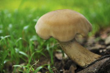The portrait of food Coprinus comatus