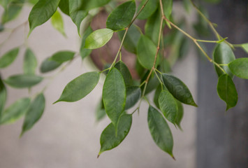 Living green branch over concrete wall background
