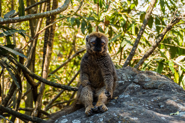 The common brown lemur in the isalo national park