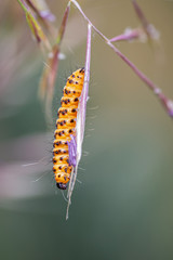 Tyria jacobaeae. Caterpillar photographed in their natural environment.