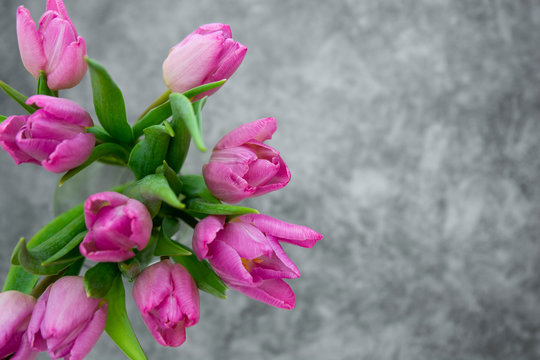 Purple tulips bouquet. Isolated on dark background with copy space. Valentine's day or Mother's day background.