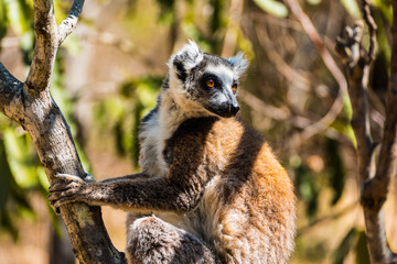 Ring-tailed lemur (Lemur catta / cata) on the island of Madagascar at the Isalo National Park