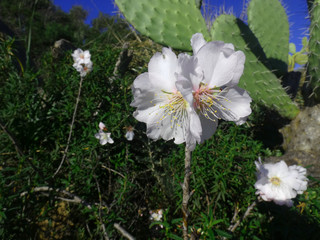 Fiore di mandorlo