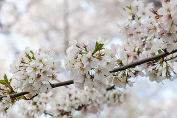 Closeup of a Cherry Blossoms During the Annual Washington DC Cherry Blossom Festival