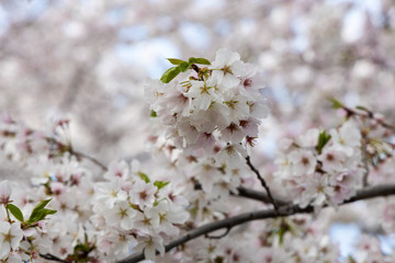 Obraz premium Closeup of a Cherry Blossoms During the Annual Washington DC Cherry Blossom Festival