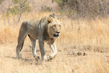 Lone lion male walking through dry brown grass hunt for food