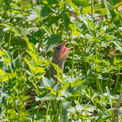 The corn crake, corncrake or landrail (Crex crex) is a bird in the rail family. 