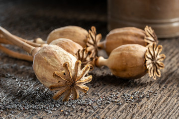 Dried poppy heads with poppy seeds, closeup