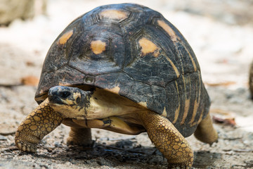 Angonoka or Ploughshare Tortoise (Astrochelys yniphora) in Madagascar. This is the most critically endangered tortoise in the world (500 left in the wild)  Extinction predicted in 10 years.