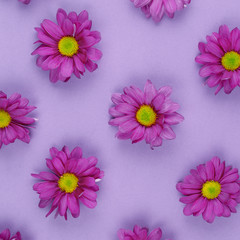 Flower background pink chrysanthemum flora concept
