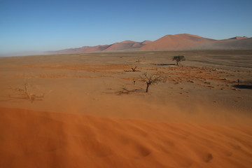 Fototapeta na wymiar Dünen und Kameldornbaum im Sossusvlei - Namibia