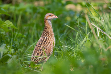 The corn crake, corncrake or landrail (Crex crex) is a bird in the rail family. 