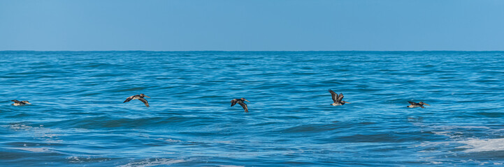 Brown pelicans flying low above the sea in California