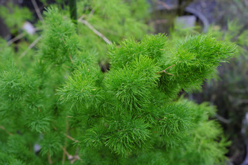 Asparagus umbellatus (2019)