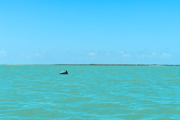 Fototapeta na wymiar A dolphin swims in Isla Aguada