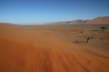 Fototapeta na wymiar Dünen und Kameldornbaum im Sossusvlei - Namibia