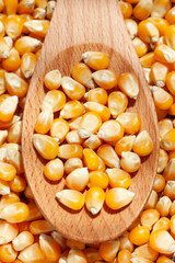 Dried Corn grain in wooden spoon background.