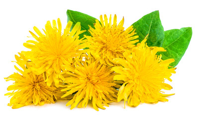 Naklejka premium Dandelion flowers isolated on white