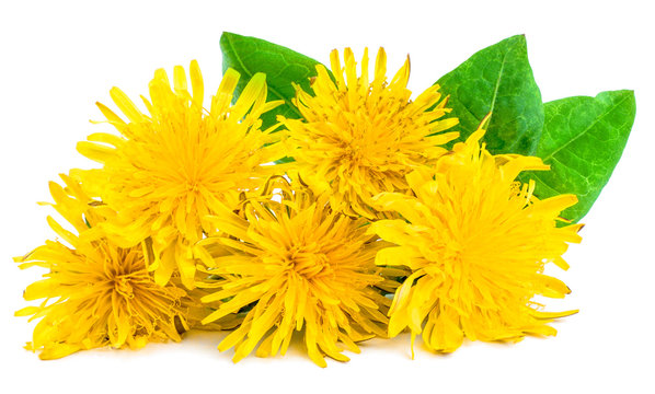 Dandelion flowers isolated on white