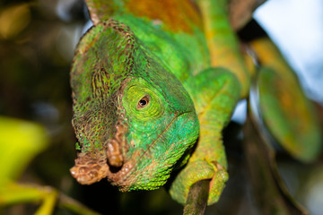 Parson's chameleon (Calumma parsonii ) in Madagascars Andasibe-Mantadia National Park