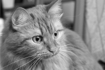 portrait of a beautiful domestic cat. furry cat looks away in the home environment
