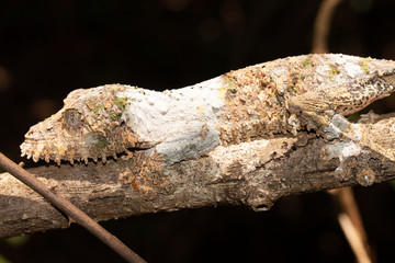 Fototapeta premium Mossy leaf-tailed gecko (Uroplatus sikorae) camouflaged on branch, Andasibe-Mantadia National Park, Madagascar.