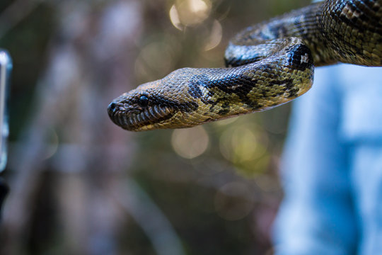 Malagasy or Madagascar Tree Boa (Boa manditra or Sanzinia madagascariensis) macro of head and body in rainforest of Ranomafana, Madagascar.