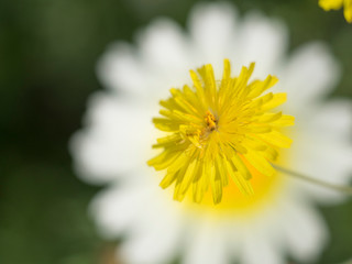 diente de león con fondo blanco de margarita. Taraxacum officinale
