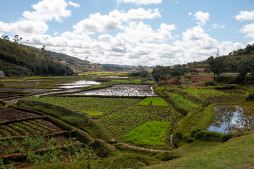 Rice paddies in the central highlands of Madagascar - Landscape of Madagascar