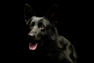 Portrait of a lovely shepherd dog