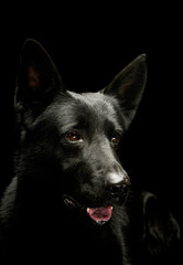 Portrait of a lovely shepherd dog