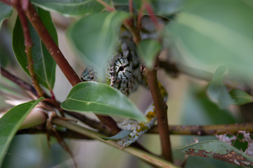 Common chameleon (Chamaeleo chamaeleon) of Madagascar	hiding behind a leaf