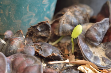 Plantas